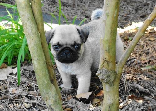 **wanted pugs 4 x-mass ready now**1 black boy & 1 light fawn girl available for 5* homes. - Singapore Pets Listings | Sg Pets